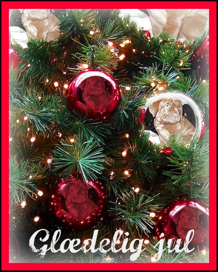 Dogue de bordeaux Cobberhouse's Buena Vista - julebillede billede 12