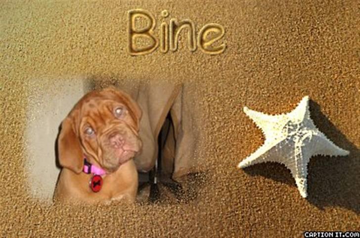 Dogue de bordeaux Cobberhouse's Buena Vista - min øjesten:o) billede 13