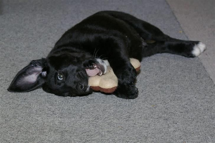 Blanding af racer Bølle billede 5