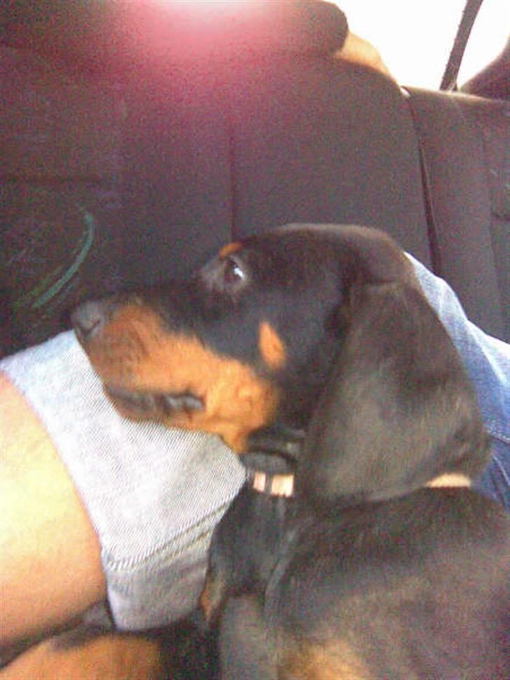 Dobermann kinnie billede 3