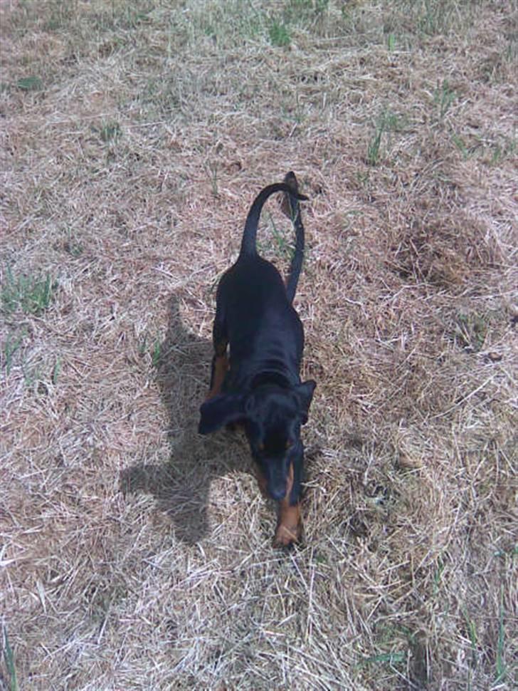 Dobermann kinnie billede 4