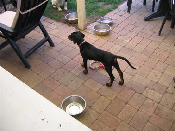 Dobermann kinnie billede 5