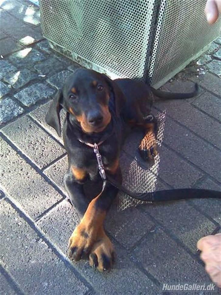 Dobermann kinnie billede 6