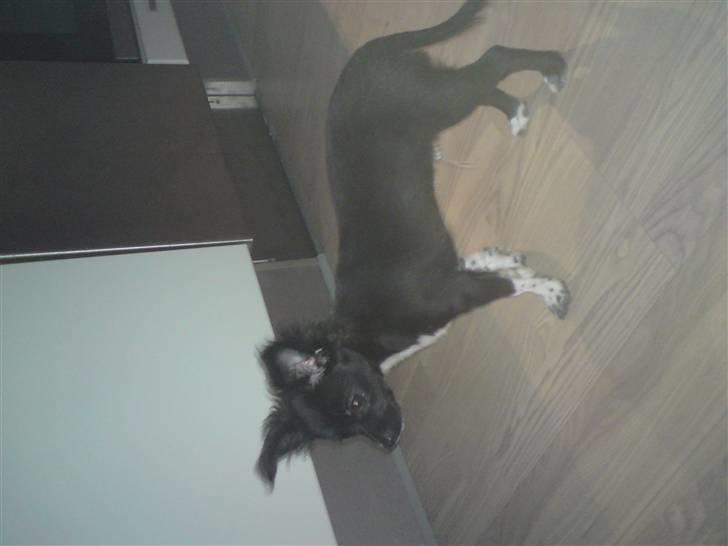 Chihuahua Magnus. billede 9