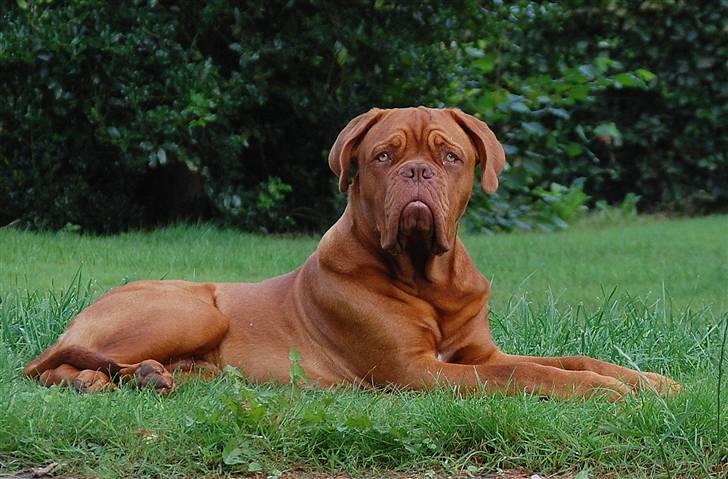 Dogue de bordeaux Deezel R.I.P - 7 mdr. 18 dage gammel. Den 12/8-09 billede 1