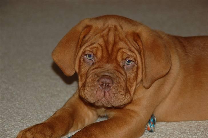 Dogue de bordeaux Deezel R.I.P billede 2