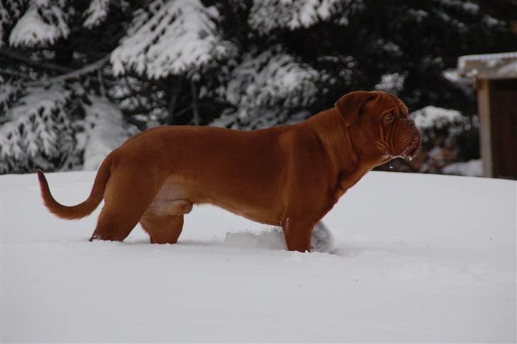 Dogue de bordeaux Deezel R.I.P billede 5