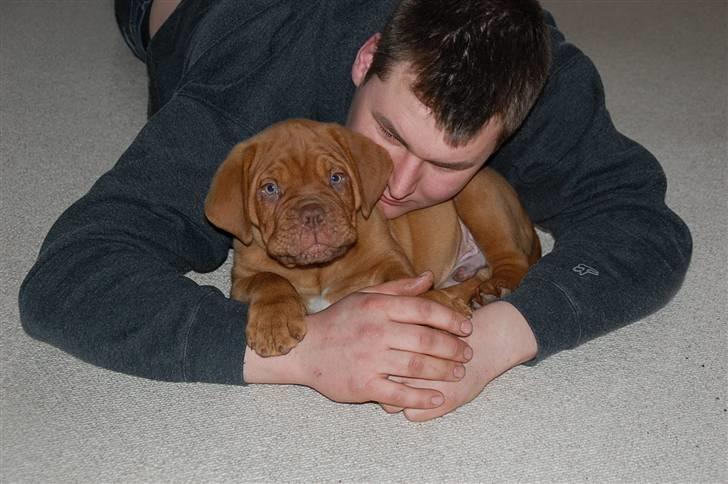 Dogue de bordeaux Deezel R.I.P billede 7