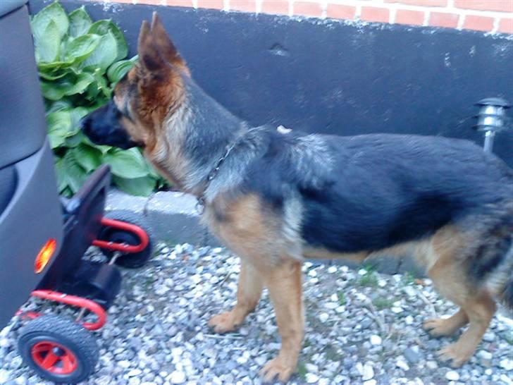 Schæferhund Nørreheden Aya - inden jeg tog til italien hun sagde farvel da jeg sad i bilen (-: billede 12