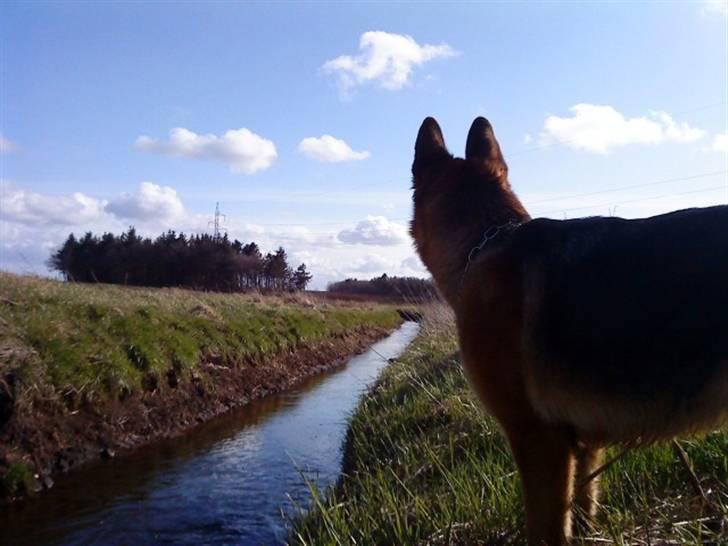 Schæferhund Nørreheden Aya - smukke billede 13