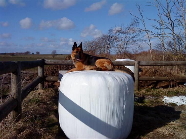 Schæferhund Nørreheden Aya - hihi, hun er søøøød i: billede 15