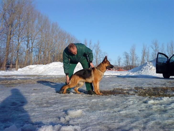 Schæferhund Nørreheden Aya - februar 2010 billede 16