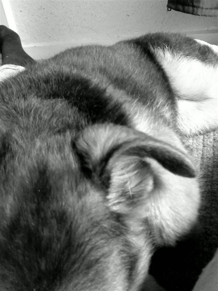 Schæferhund Nørreheden Aya - jeg elsker det, men ved ikke hvorfor :D? billede 17