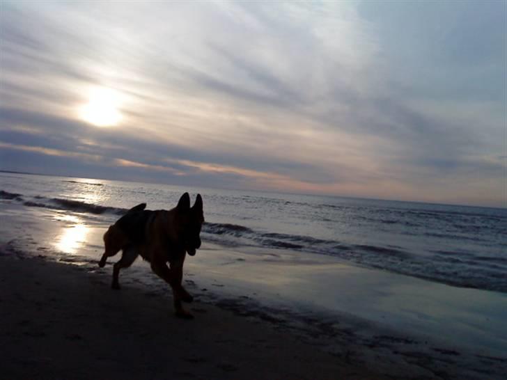 Schæferhund Nørreheden Aya - en aften på stranden (-: billede 18