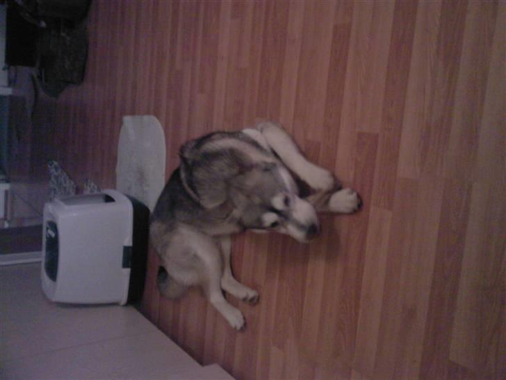 Alaskan malamute Kenzo billede 2