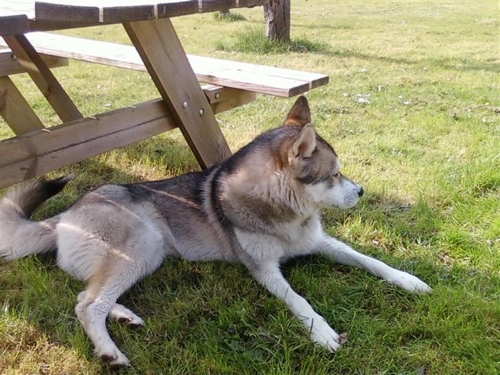 Alaskan malamute Kenzo billede 3