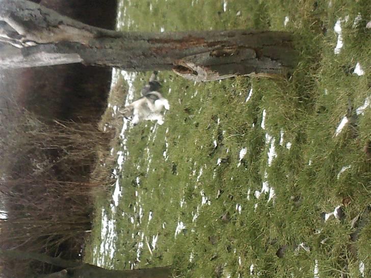 Alaskan malamute Kenzo billede 4