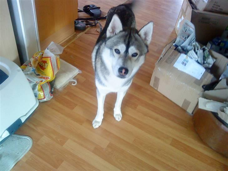 Alaskan malamute Kenzo billede 5