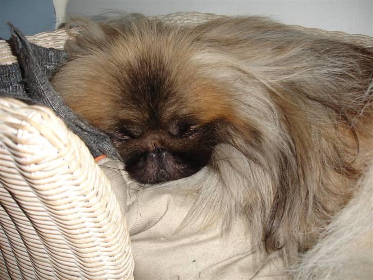Pekingeser "Mo-Li-Shou" - Ta´r lige en slapper! billede 6