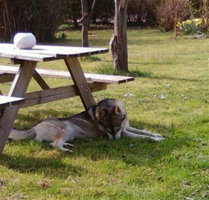 Alaskan malamute Kenzo billede 6