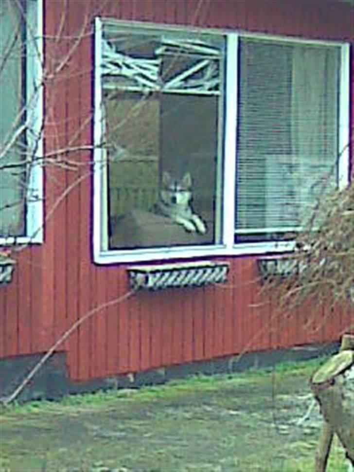 Alaskan malamute Kenzo billede 7