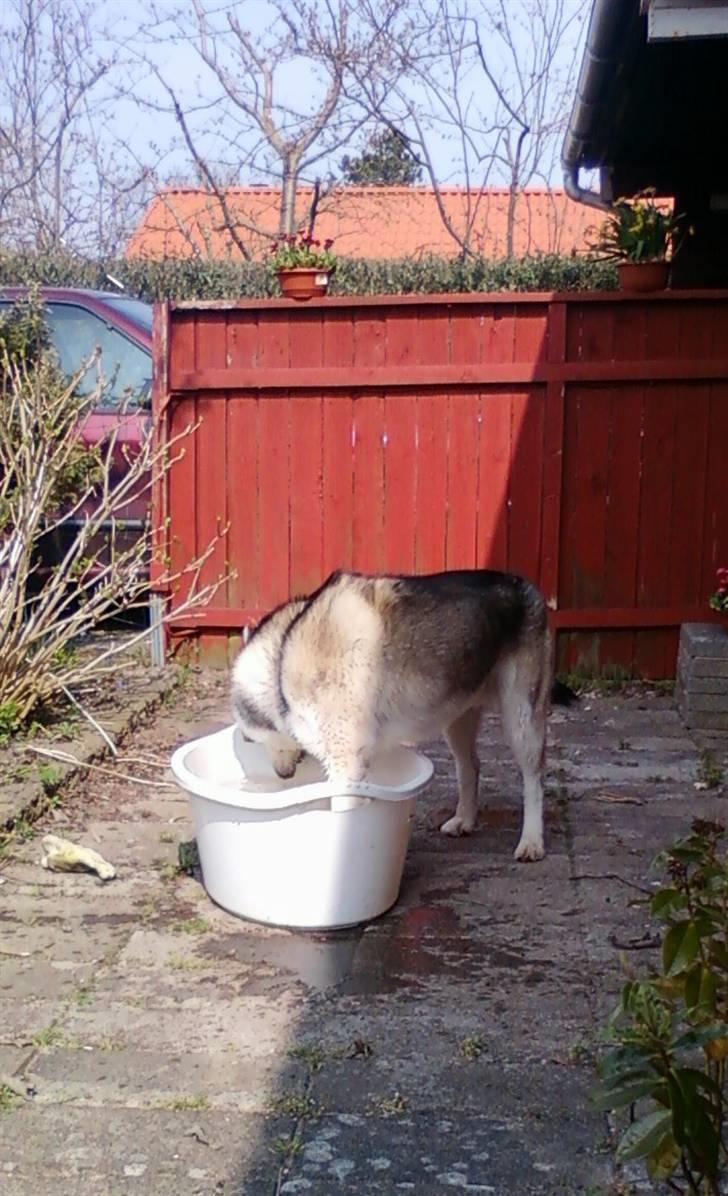 Alaskan malamute Kenzo billede 8