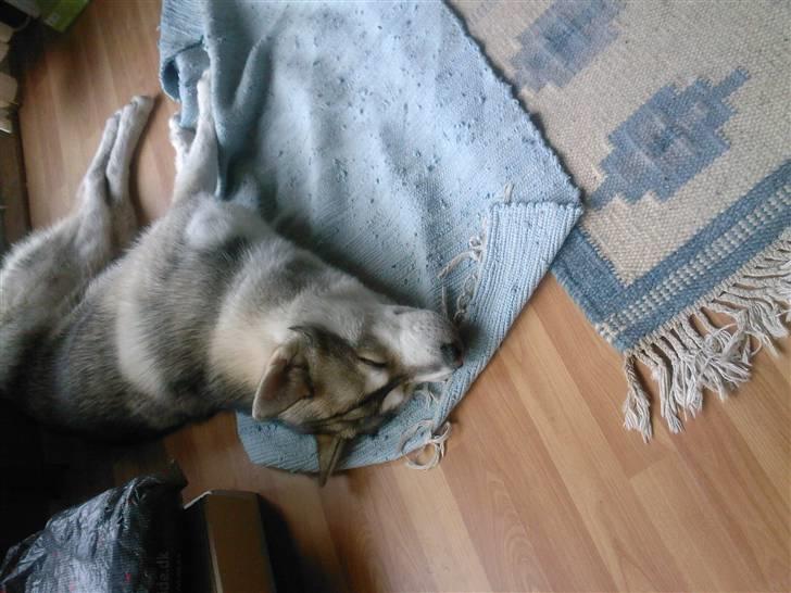 Alaskan malamute Kenzo billede 9