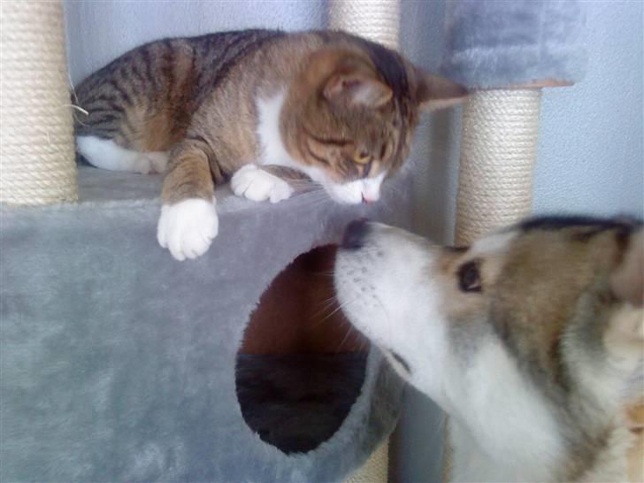 Alaskan malamute Kenzo billede 10