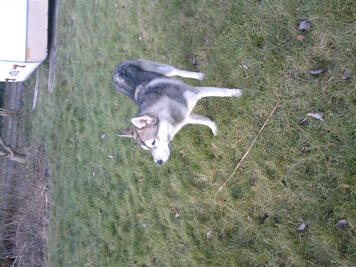 Alaskan malamute Kenzo billede 11