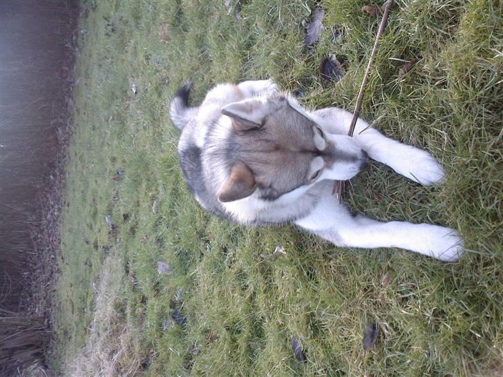 Alaskan malamute Kenzo billede 12