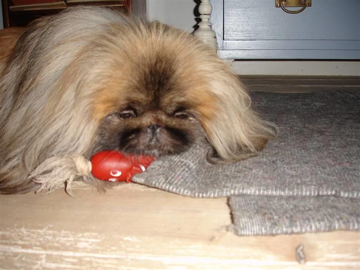 Pekingeser "Mo-Li-Shou" - Vogter over min "pølse" billede 7