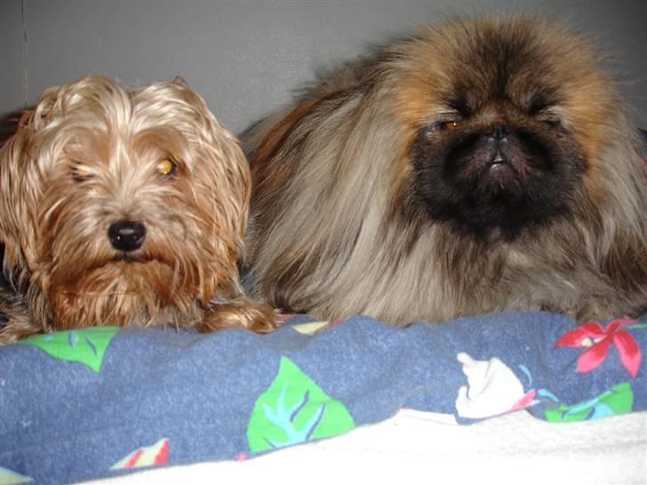 Pekingeser "Mo-Li-Shou" - Hygger med min sambo "Nova", hun er en Yorkshire Terrier. billede 8