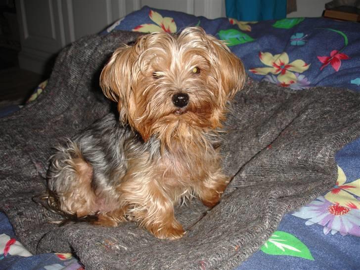 Yorkshire terrier "Nova" - Oplagt til sjov! billede 7