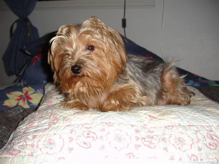 Yorkshire terrier "Nova" - Har fundet menneske-mors "fiiine" pude - mon hun ser det? billede 8