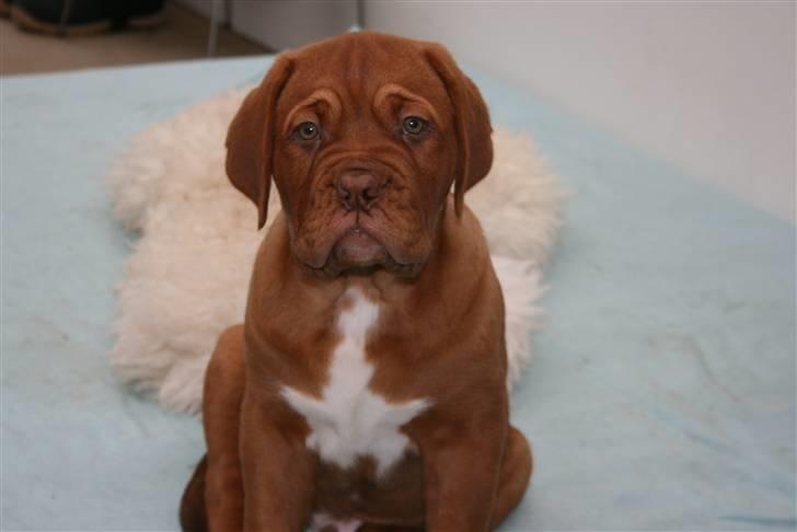 Dogue de bordeaux Zokana's Cazzzius billede 15
