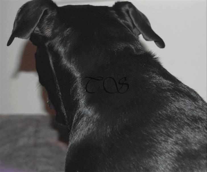 Blanding af racer Kiki billede 20