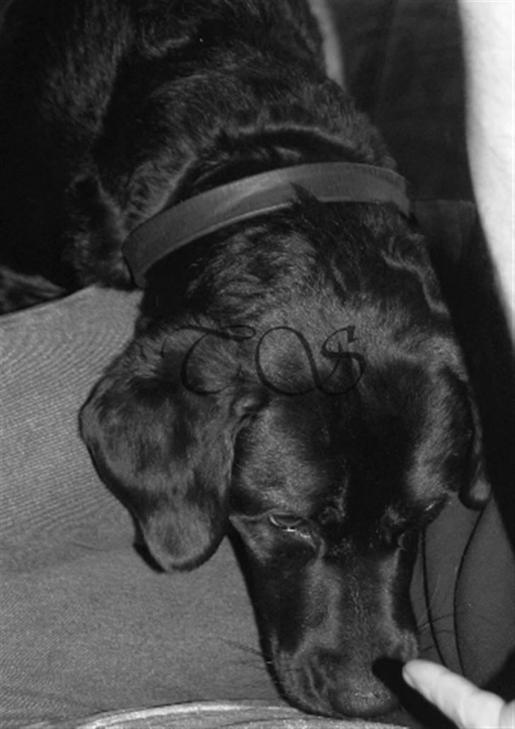 Labrador retriever Keiko billede 20