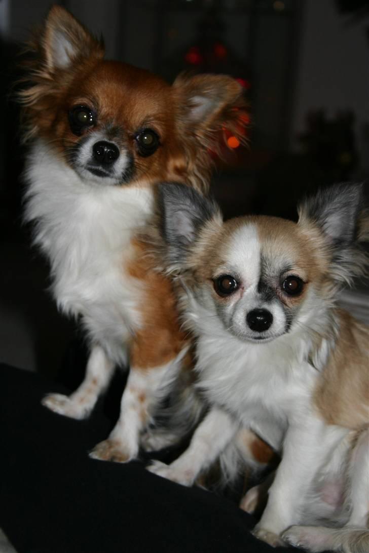 Chihuahua mINI billede 20