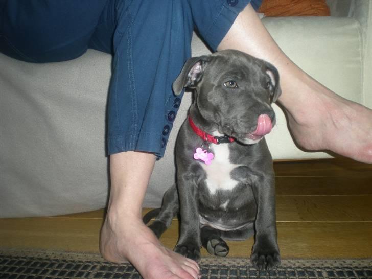 Staffordshire bull terrier Nala billede 1
