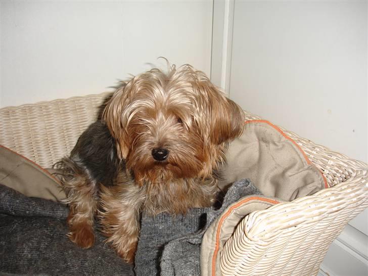 Yorkshire terrier "Nova" - Og nu med kurv! billede 9