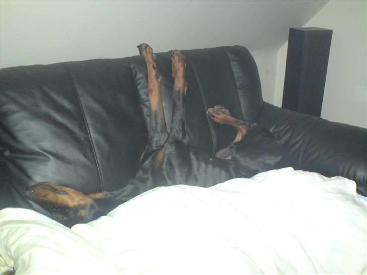 Dobermann kinnie - det er go at sove i sofaen billede 7