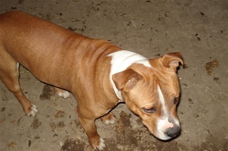 Amerikansk staffordshire terrier /Amstaff. Skurk billede 2