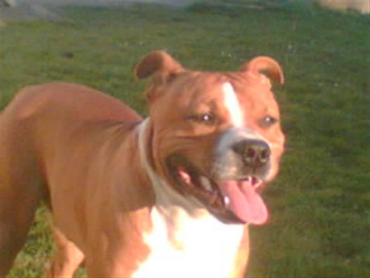 Amerikansk staffordshire terrier /Amstaff. Skurk billede 6