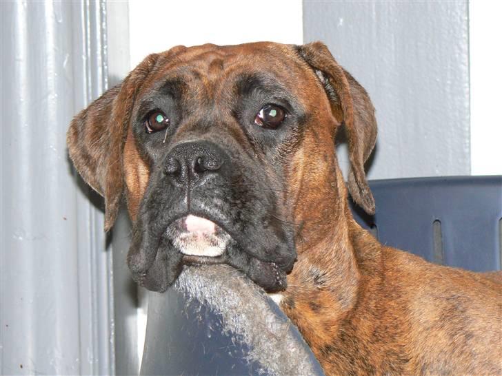 Boxer Zafira *minde* billede 16