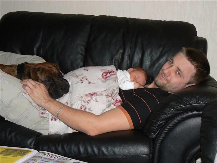 Boxer Zafira *minde* billede 17