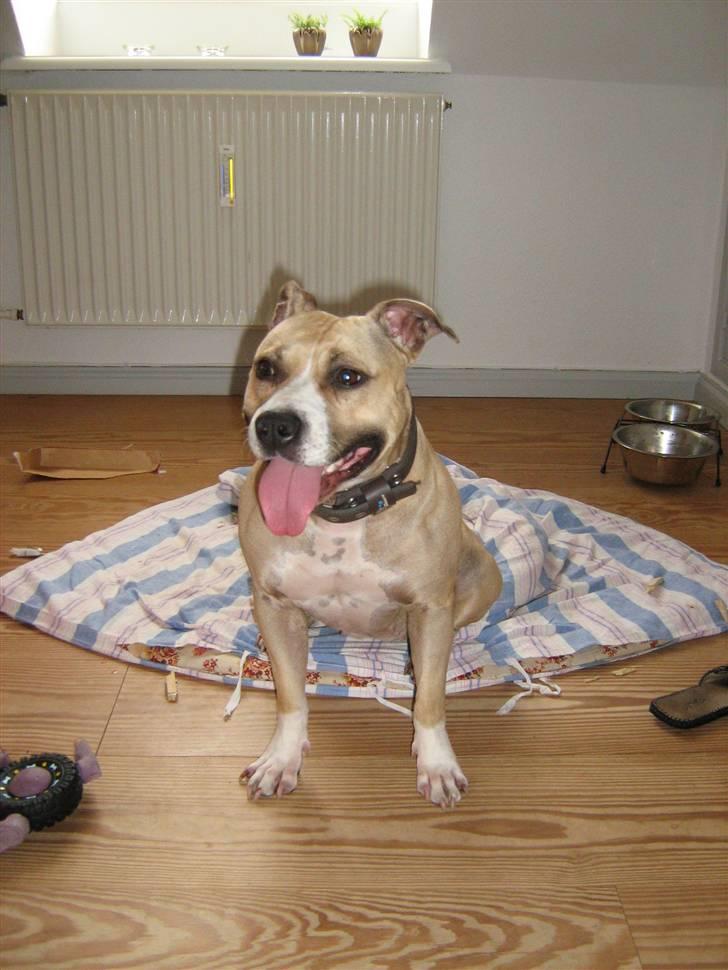 Amerikansk staffordshire terrier Hera billede 1