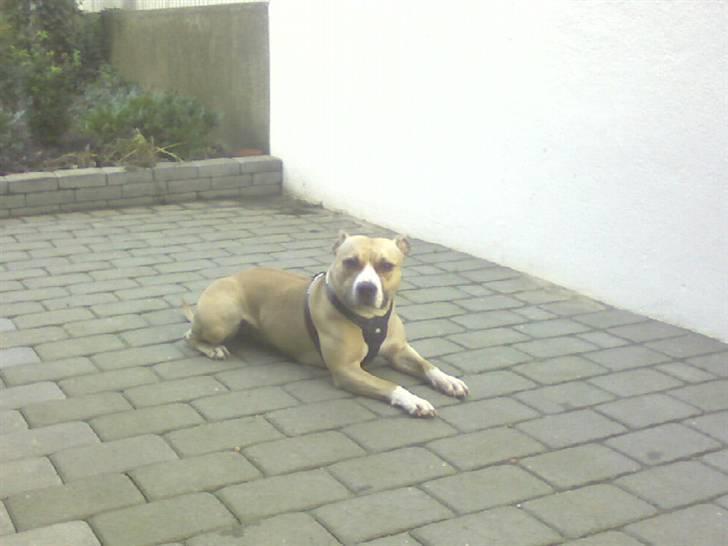 Amerikansk staffordshire terrier Hera billede 2