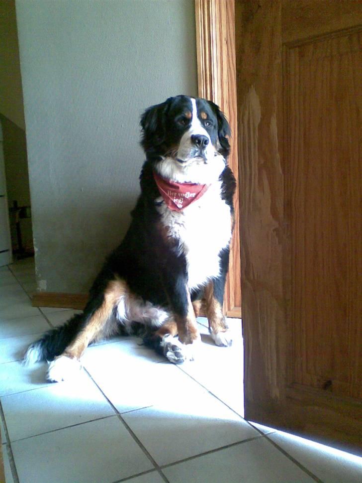 Berner sennenhund Basse H billede 1