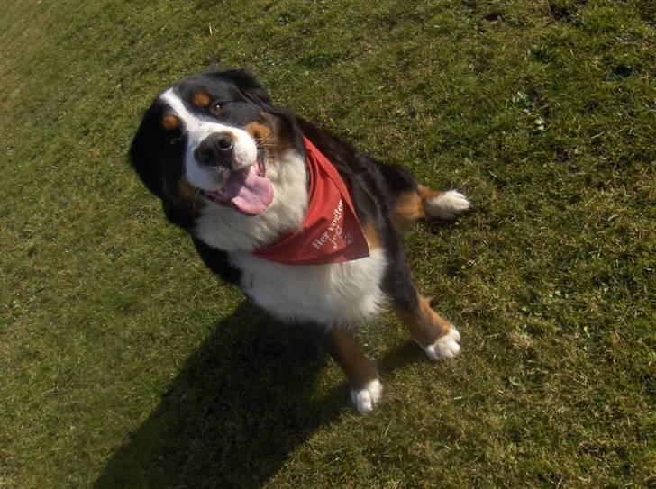 Berner sennenhund Basse H billede 2