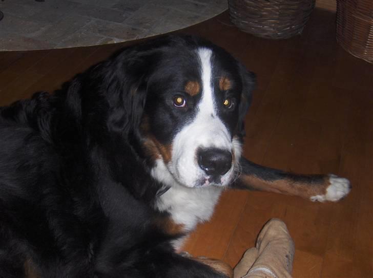 Berner sennenhund Basse H billede 3